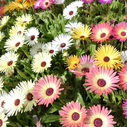 Pastel pink and white daisy livingstone pastel mix flowers in a bright garden setting.