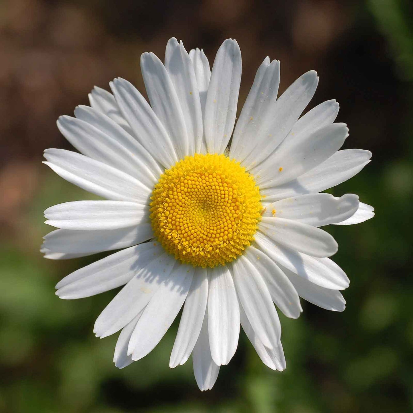 White daisy ox eye flower with yellow center against a blurred green background.