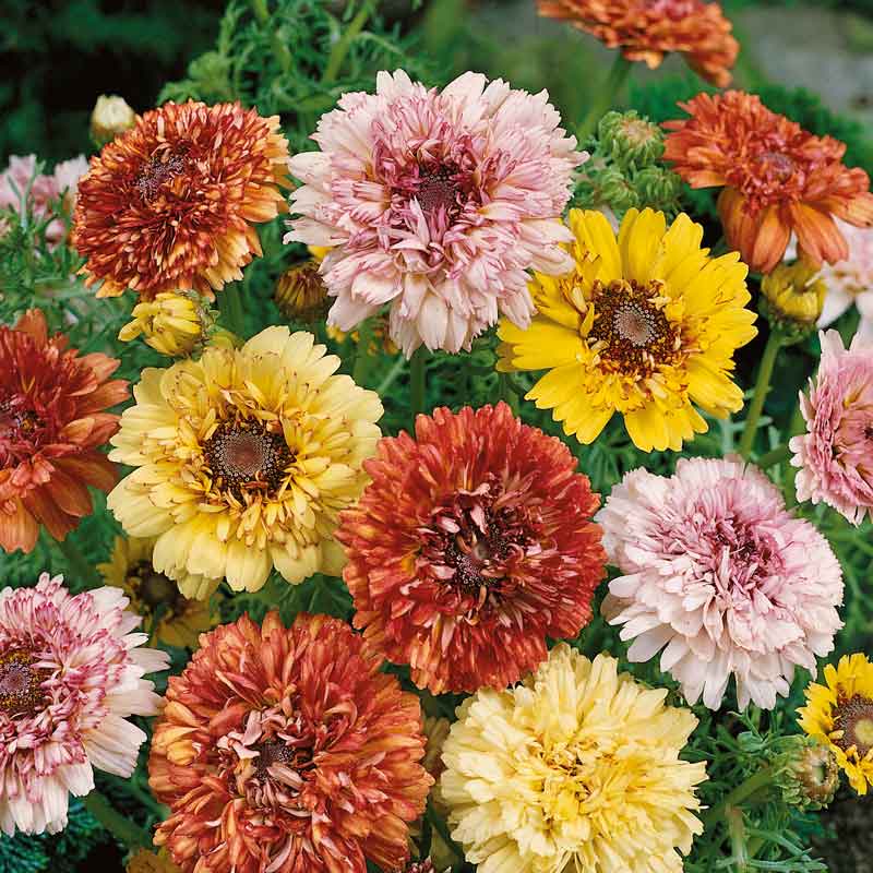 Pink, yellow, and orange daisy dunnetti mix flowers in a bright garden setting.