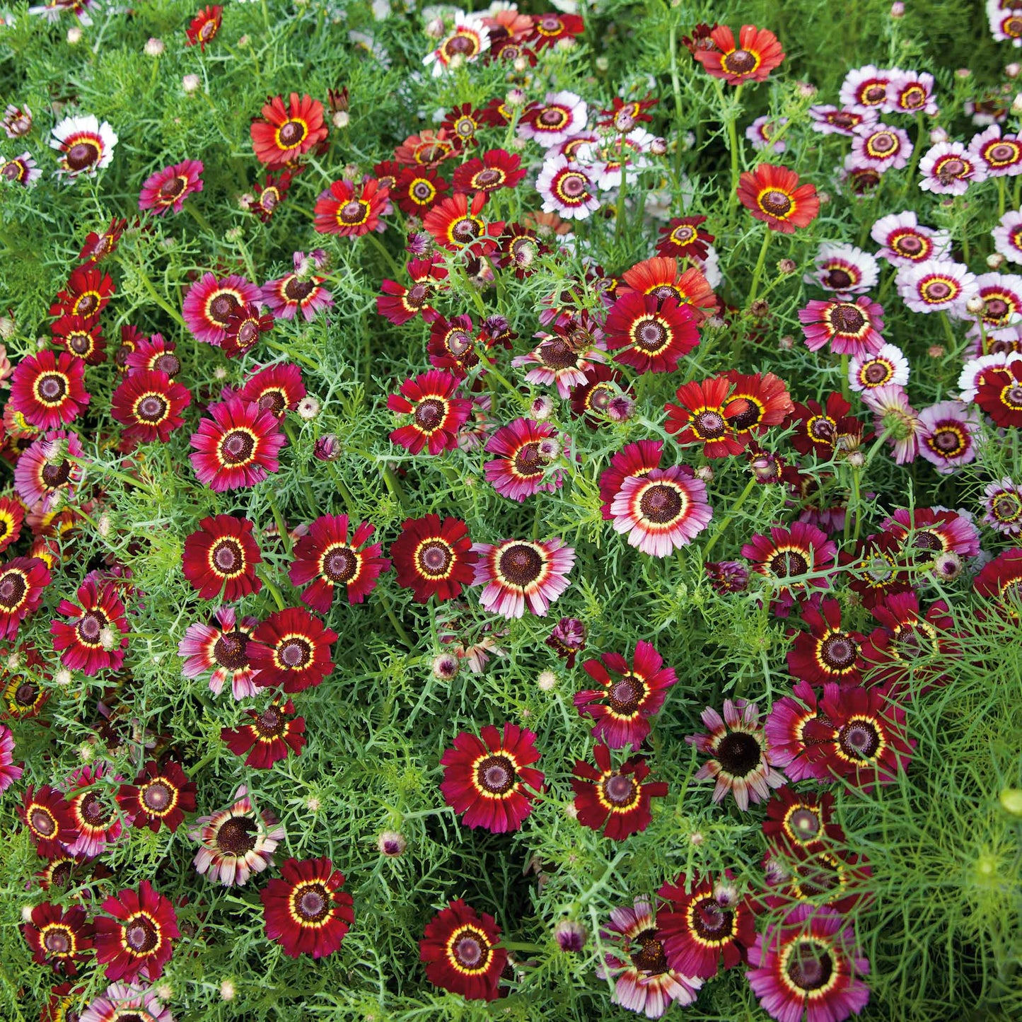 Red and orange daisy painted flame flowers filling a bright garden setting.