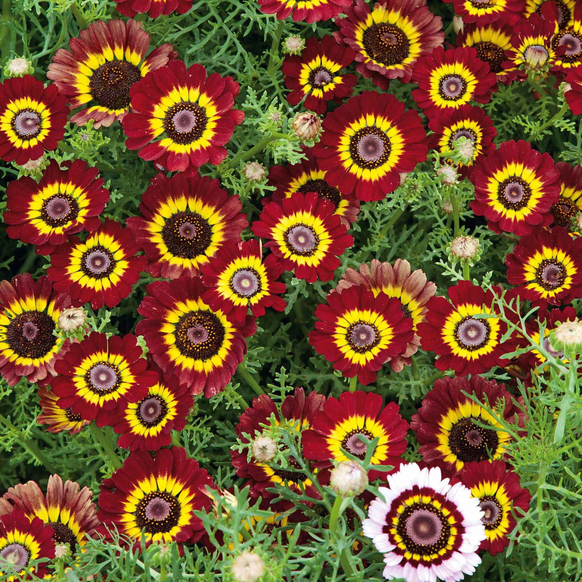 Red and orange daisy painted flame flower against a blurred green background.