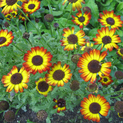 Red and yellow daisy german flag flowers growing in a bright green garden.