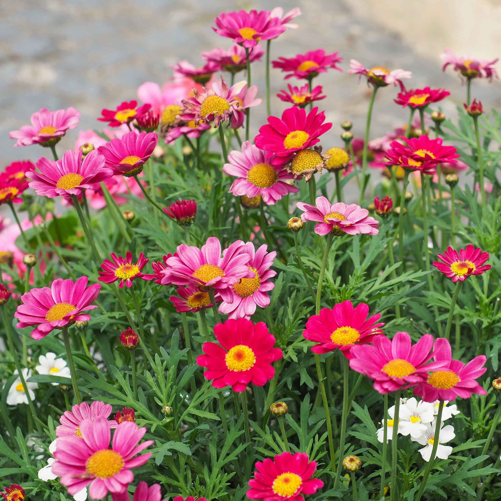 Red, orange, and yellow daisy robinsons giant mix flowers in a bright garden.
