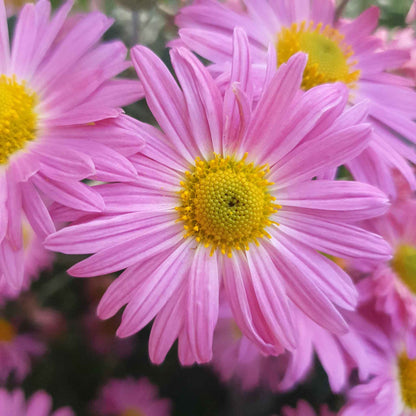 Pink daisy robinsons giant mix flowers against a blurred green background.