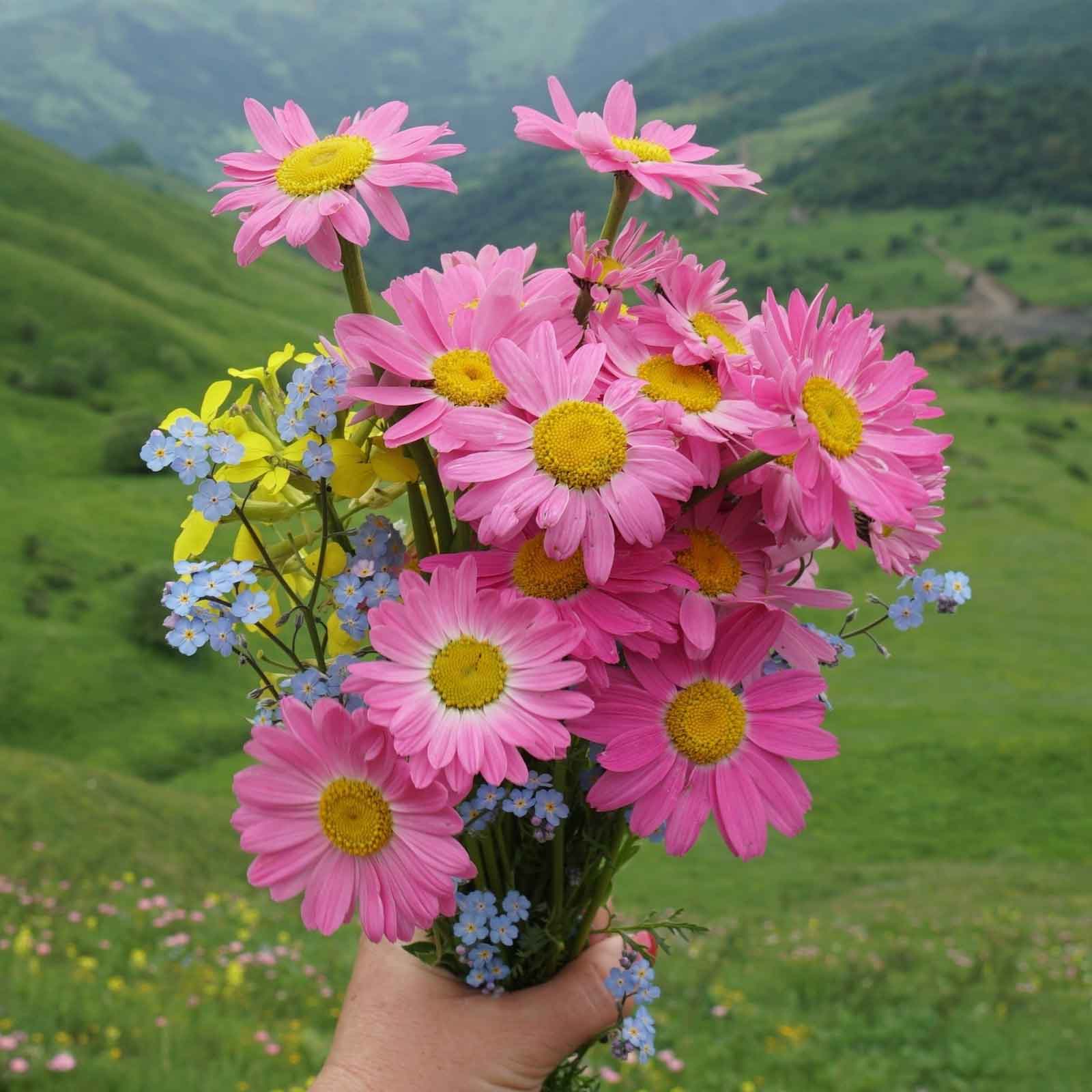 Pink and white daisy robinsons giant mix flowers against a blurred green background.