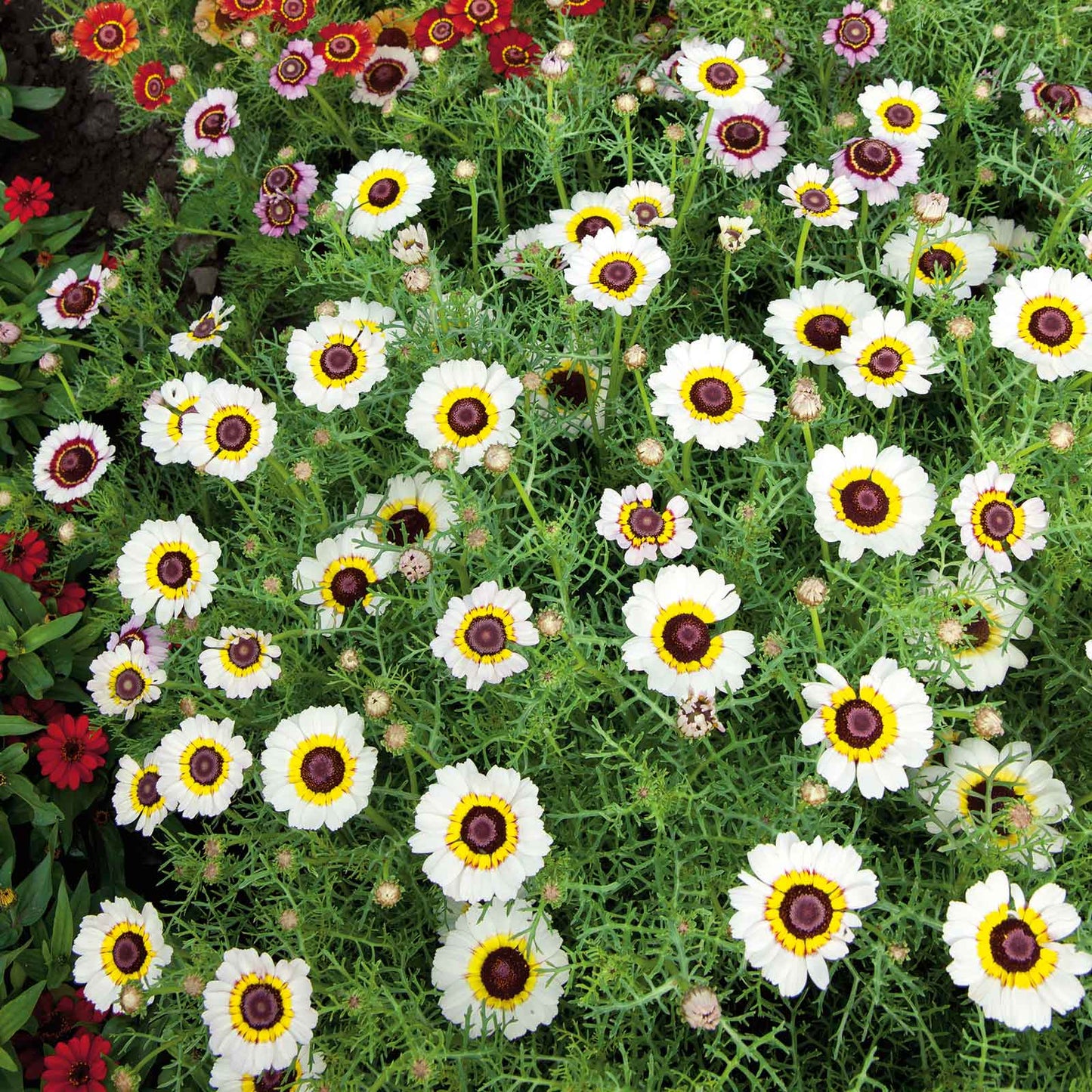 White daisy painted polar star flowers growing in a bright garden setting.