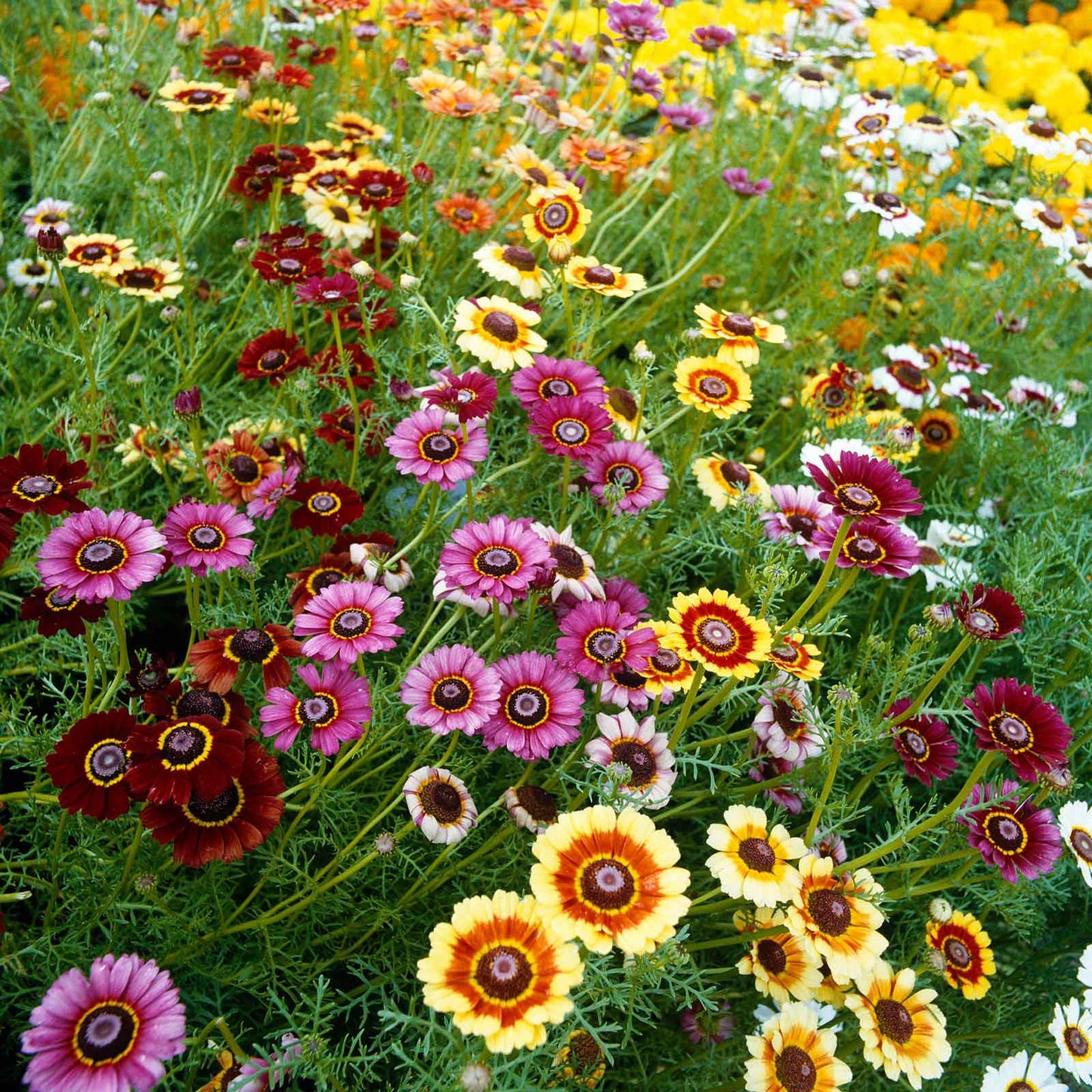 Pink, yellow, and orange daisy painted rainbow mix flowers in a bright garden setting.