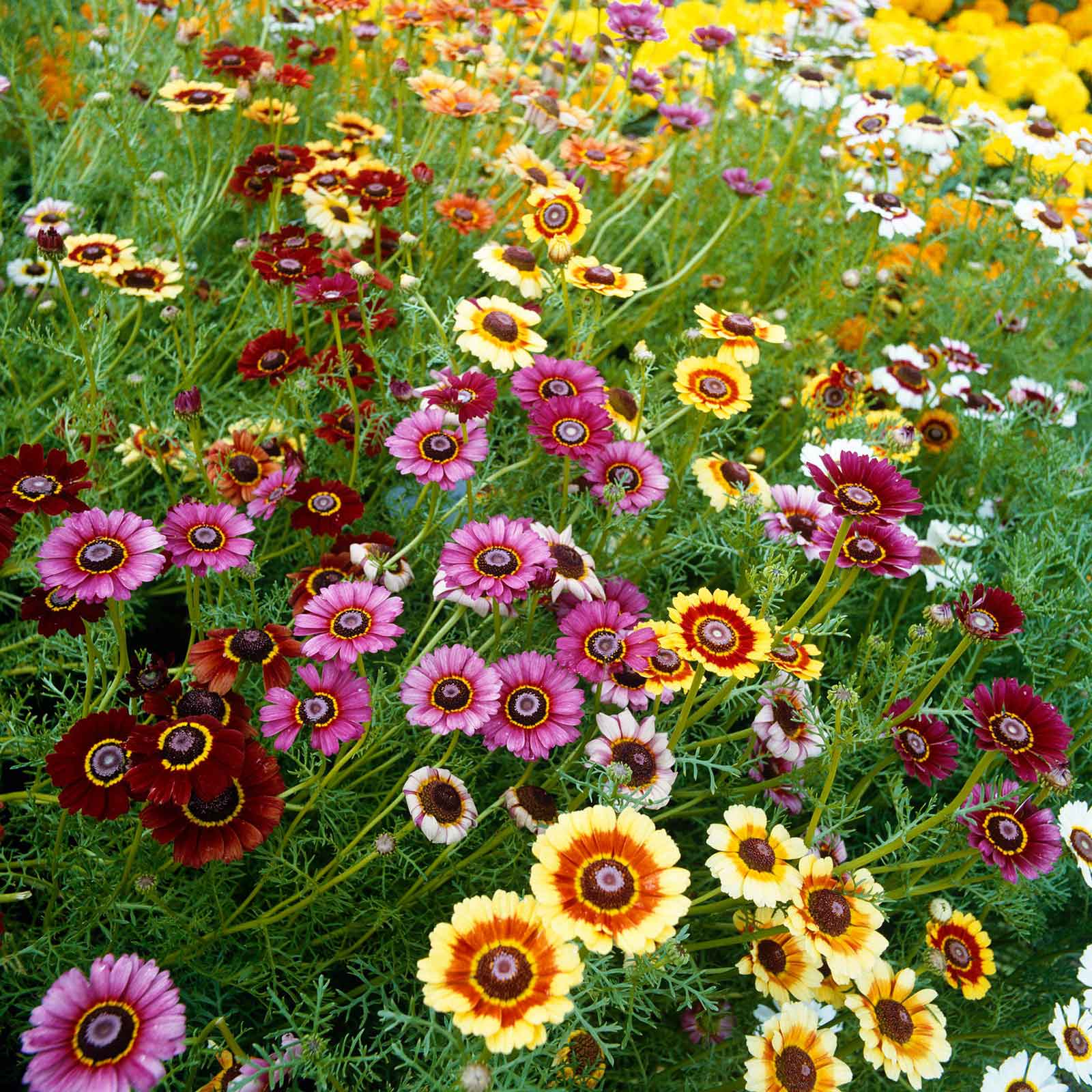 Pink, yellow, and orange daisy painted rainbow mix flowers in a bright garden setting.