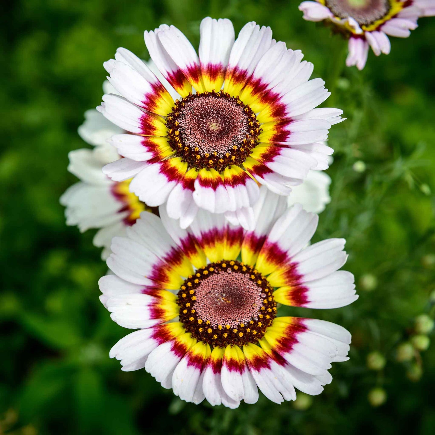 Red and white daisy painted rainbow mix flower against a blurred green background.