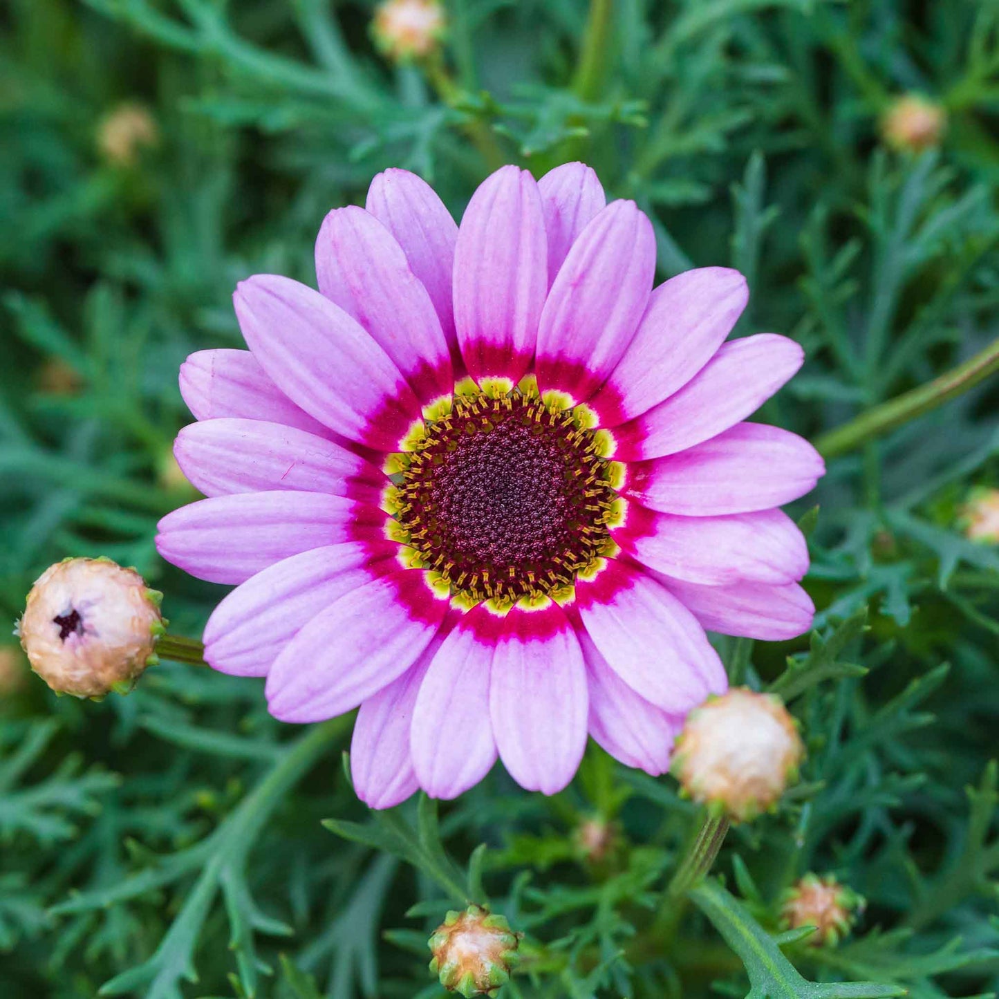Pink and purple daisy painted rainbow mix flowers against a blurred green background.