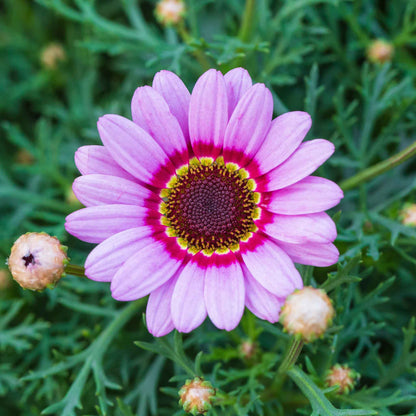 Pink and purple daisy painted rainbow mix flowers against a blurred green background.