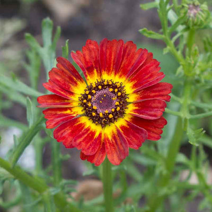 Red and yellow daisy painted rainbow mix flower against a blurred green background.