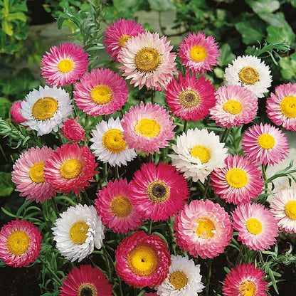 Vibrant pink and white double-petaled giant flowered paper daisies with yellow centers in full bloom.