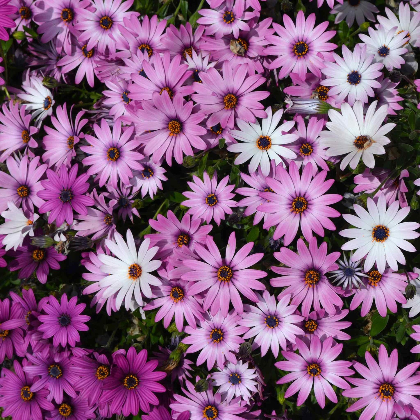Pink and purple cape daisy ballade mix flowers filling a bright garden setting.