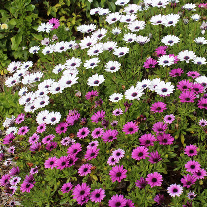 White, yellow, and purple cape daisy ballade mix flowers in a bright garden setting.