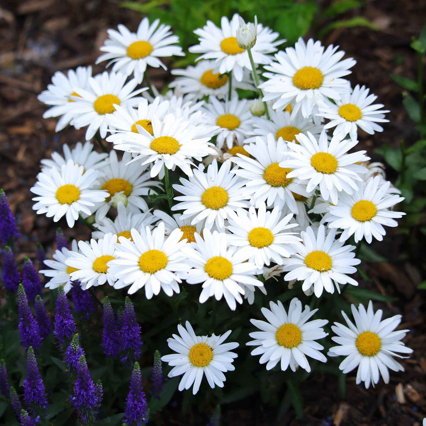 White daisy shasta flowers with yellow centers growing in a bright garden setting.