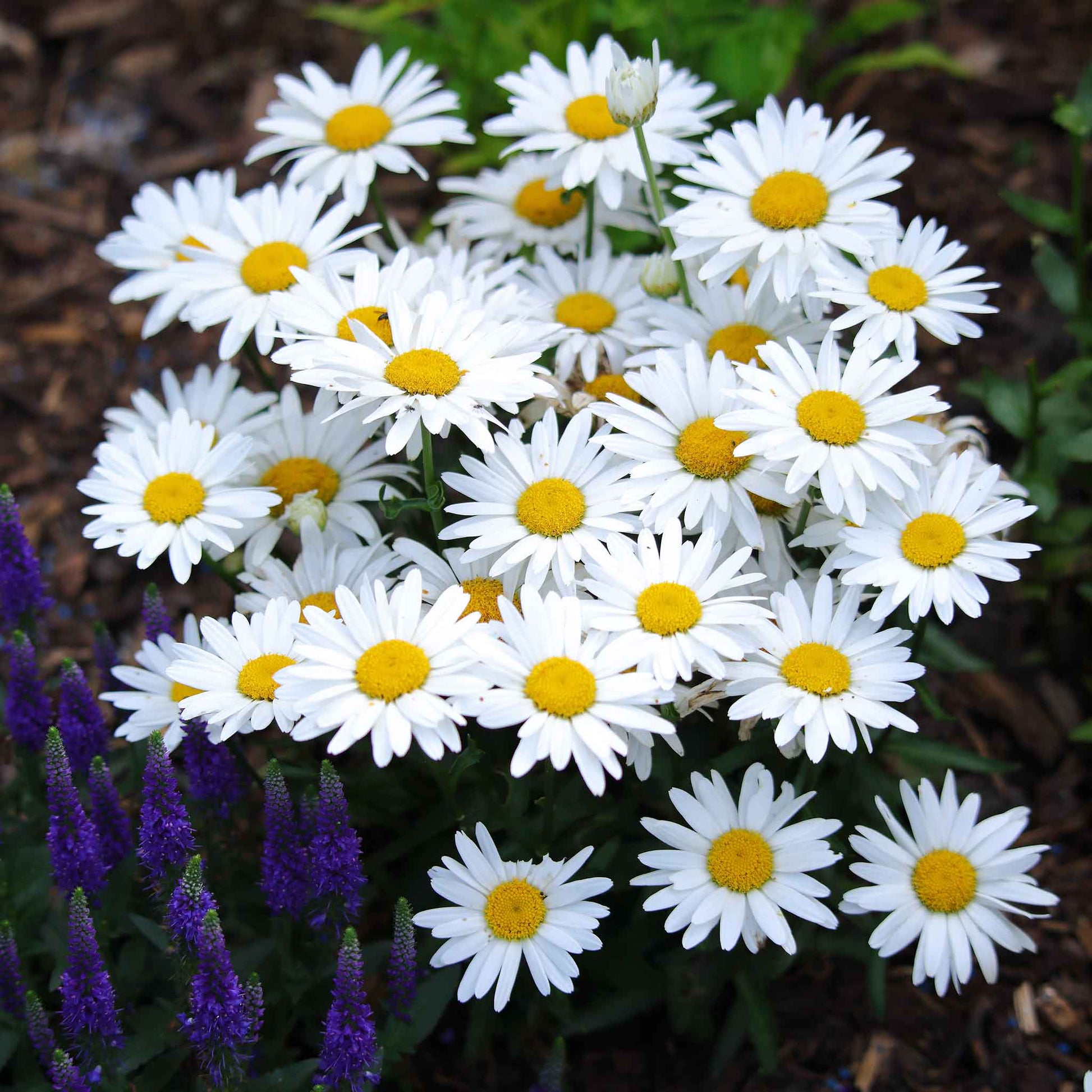 White daisy shasta flowers with yellow centers growing in a bright garden setting.