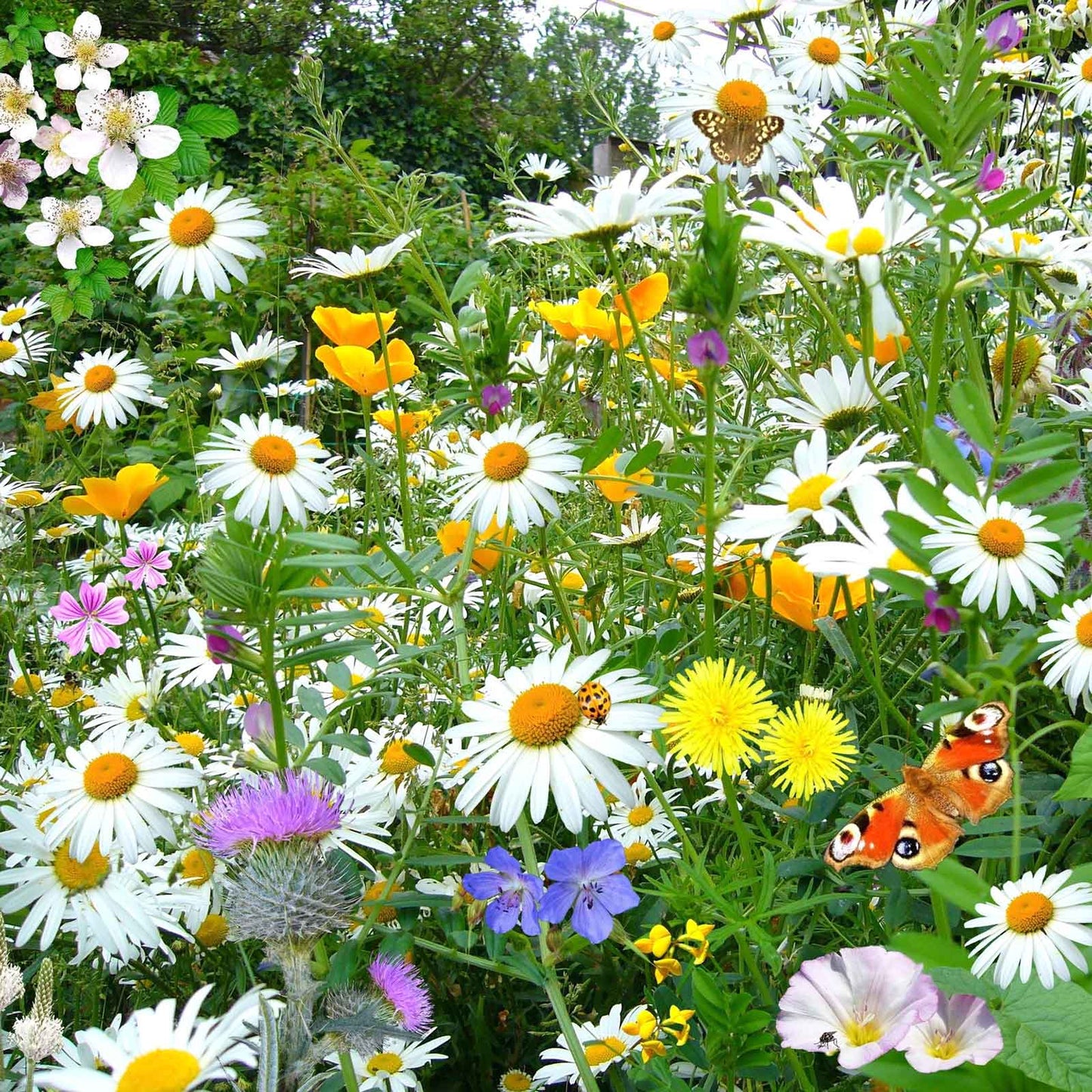 White and yellow daisy shasta silver princess flowers in a colorful garden setting.