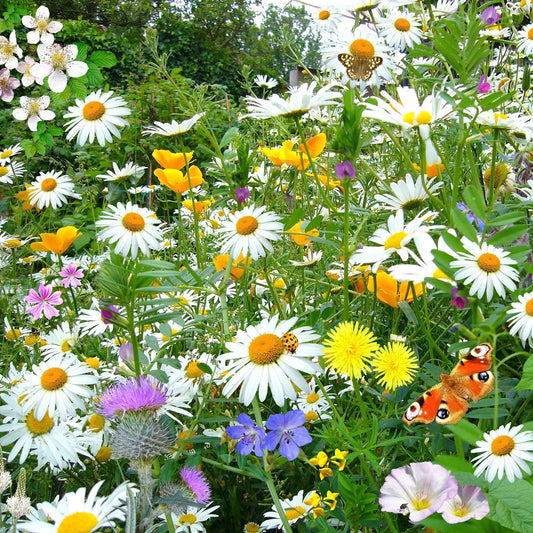 White and yellow daisy shasta silver princess flowers in a colorful garden setting.