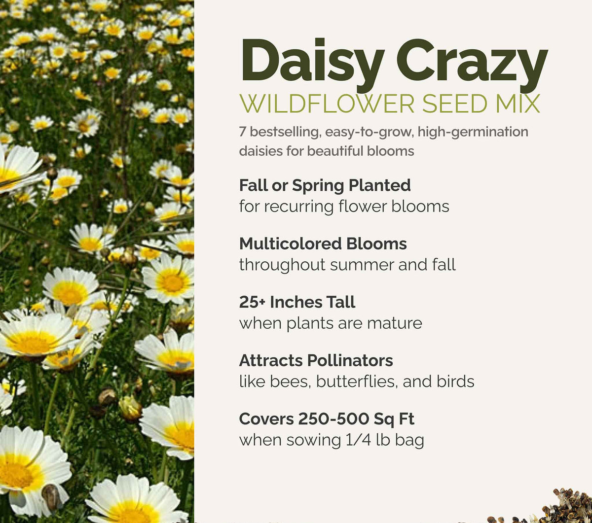 A visual overview of the wildflower seed mix, showcasing expected floral blooms.