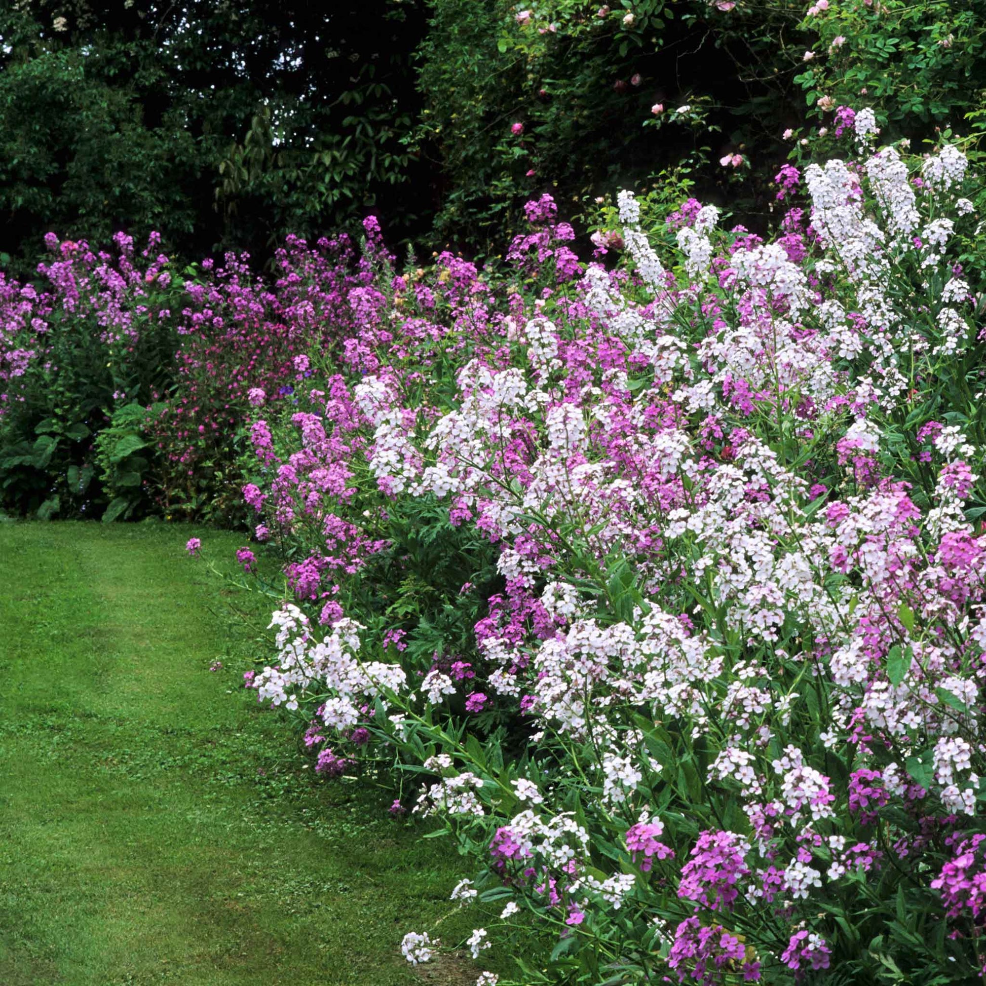 Purple and pink dames rocket mix flowers growing along a green garden pathway.