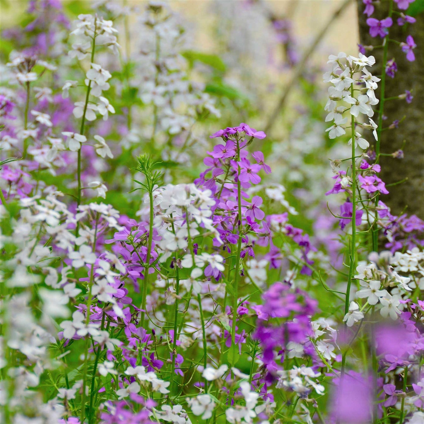 White and purple dames rocket mix flowers growing in a mixed green garden setting.