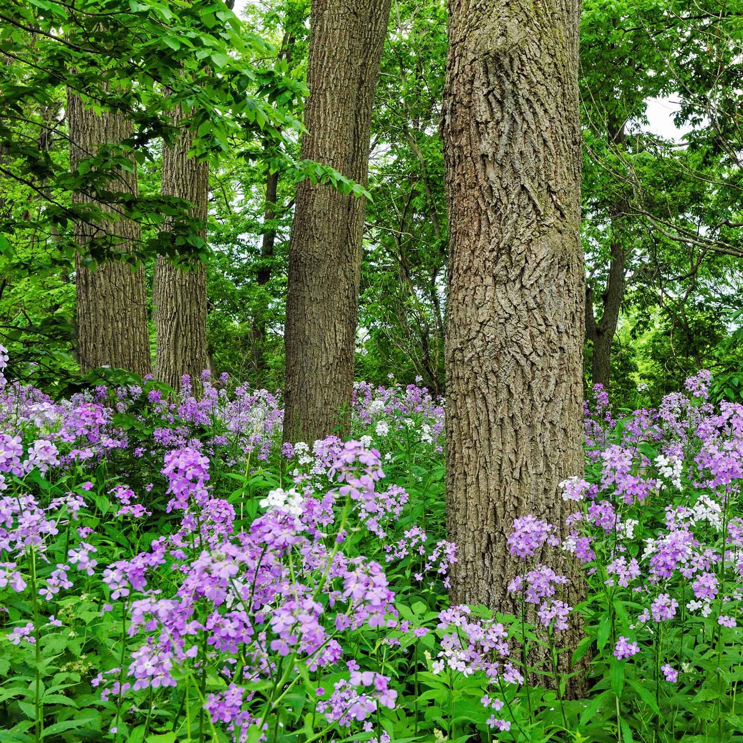 Violet dames rocket flowers covering a woodland floor with tall trees behind.