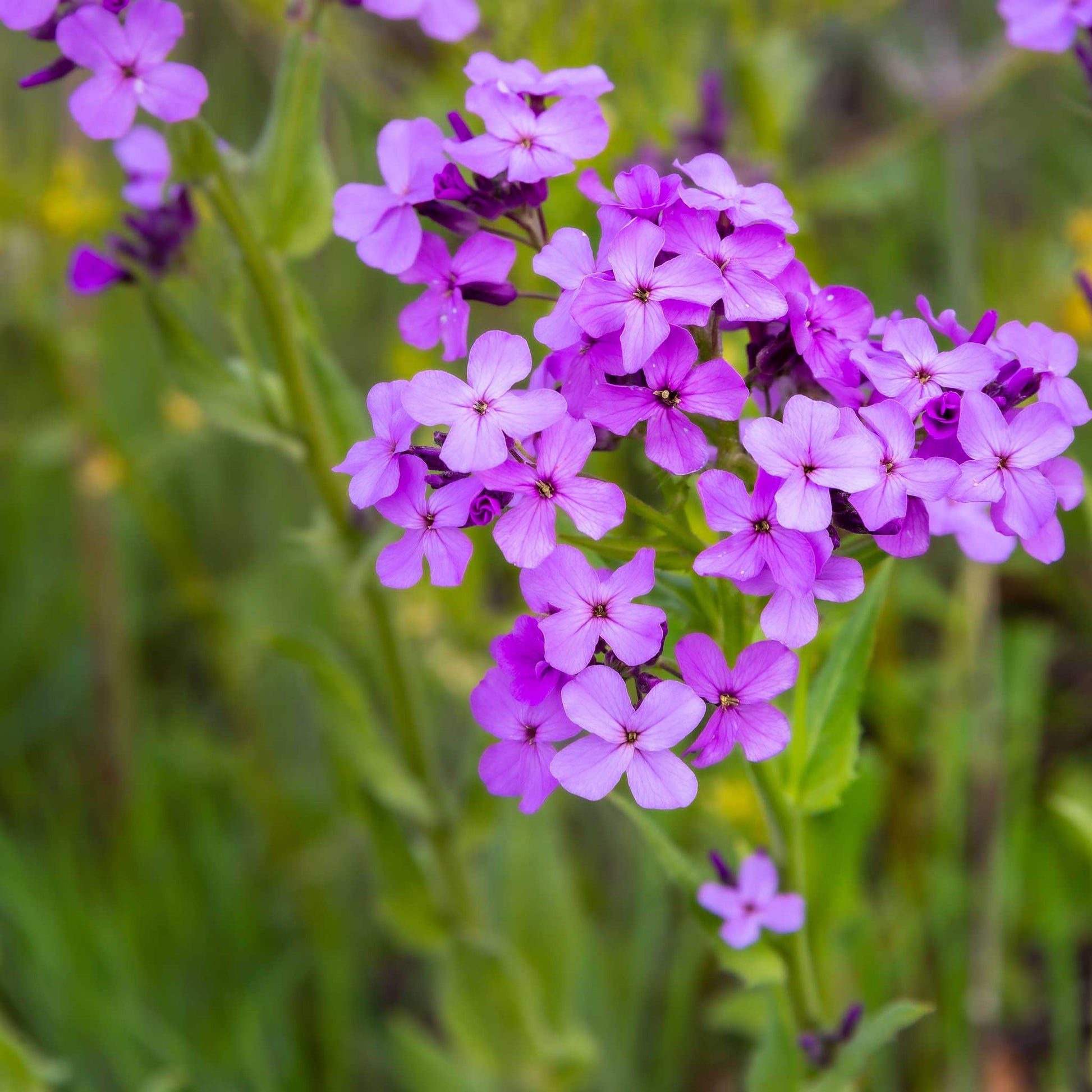 Bright violet dames rocket flowers blooming against a blurred green background.