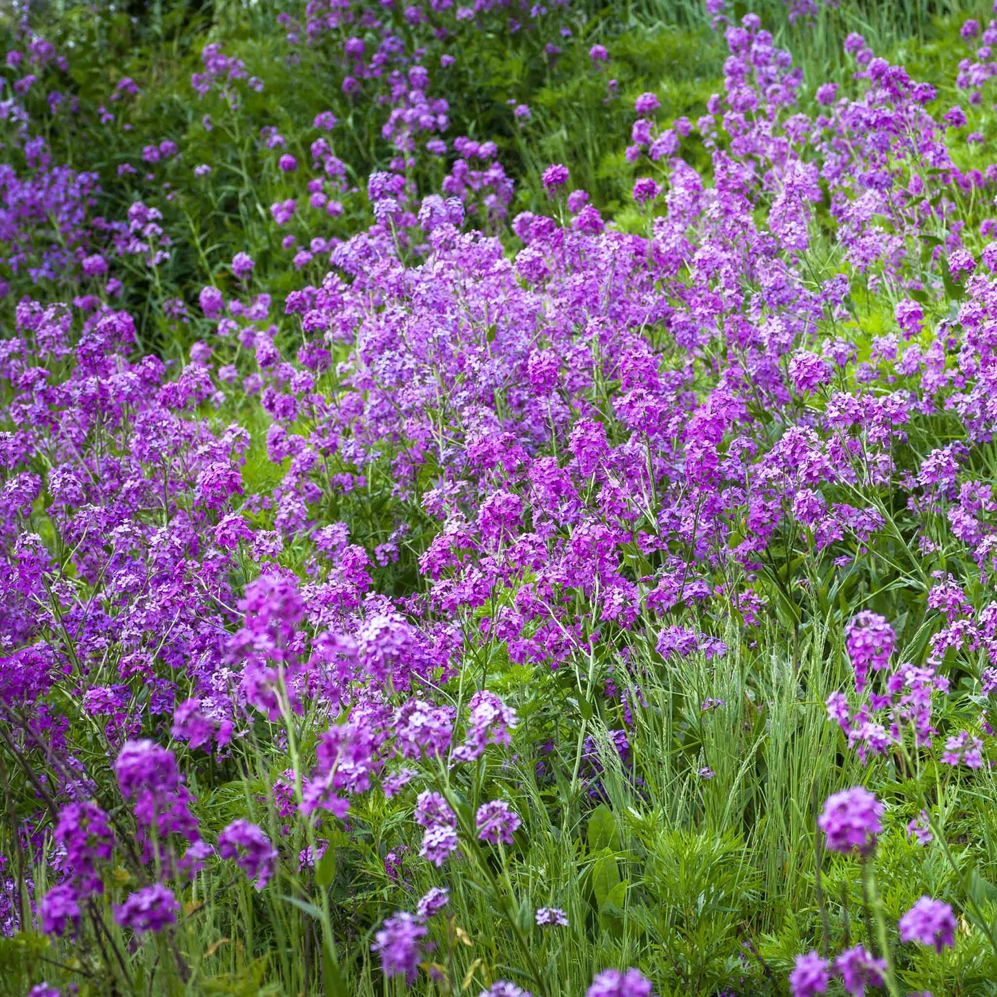 Violet dames rocket flowers spreading across a lush green open garden field.