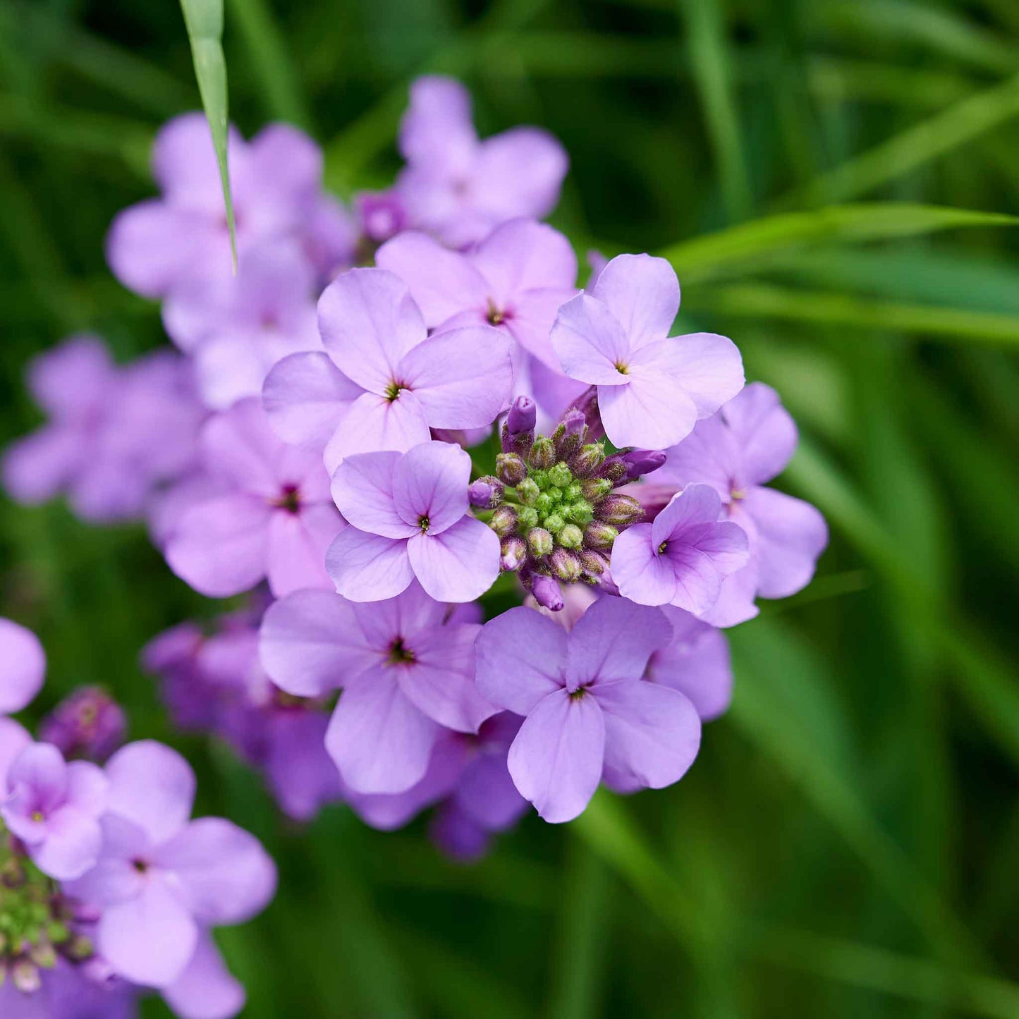 Violet dames rocket flower in full bloom against a blurred green background.