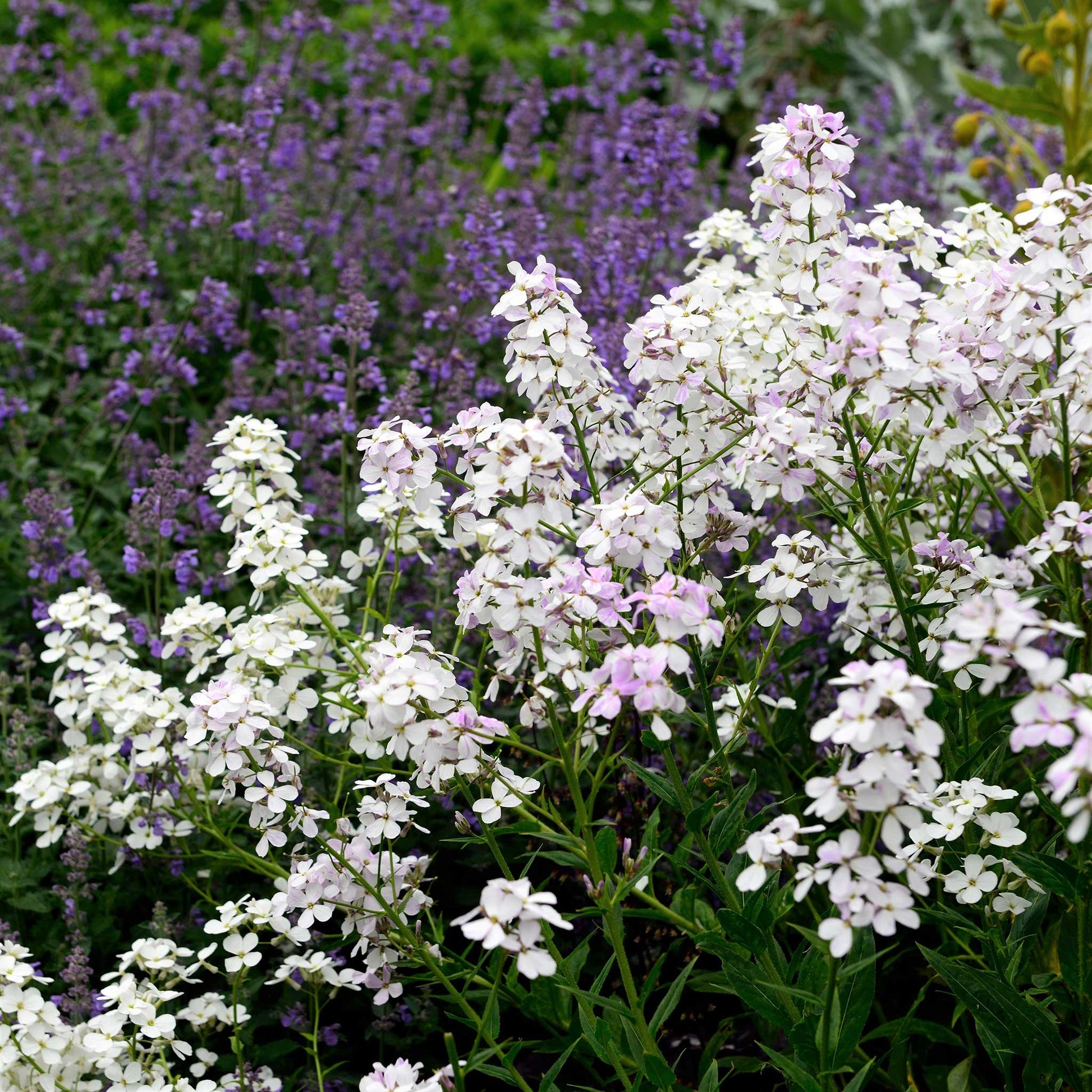White dames rocket flowers with green leaves growing in a bright garden setting.