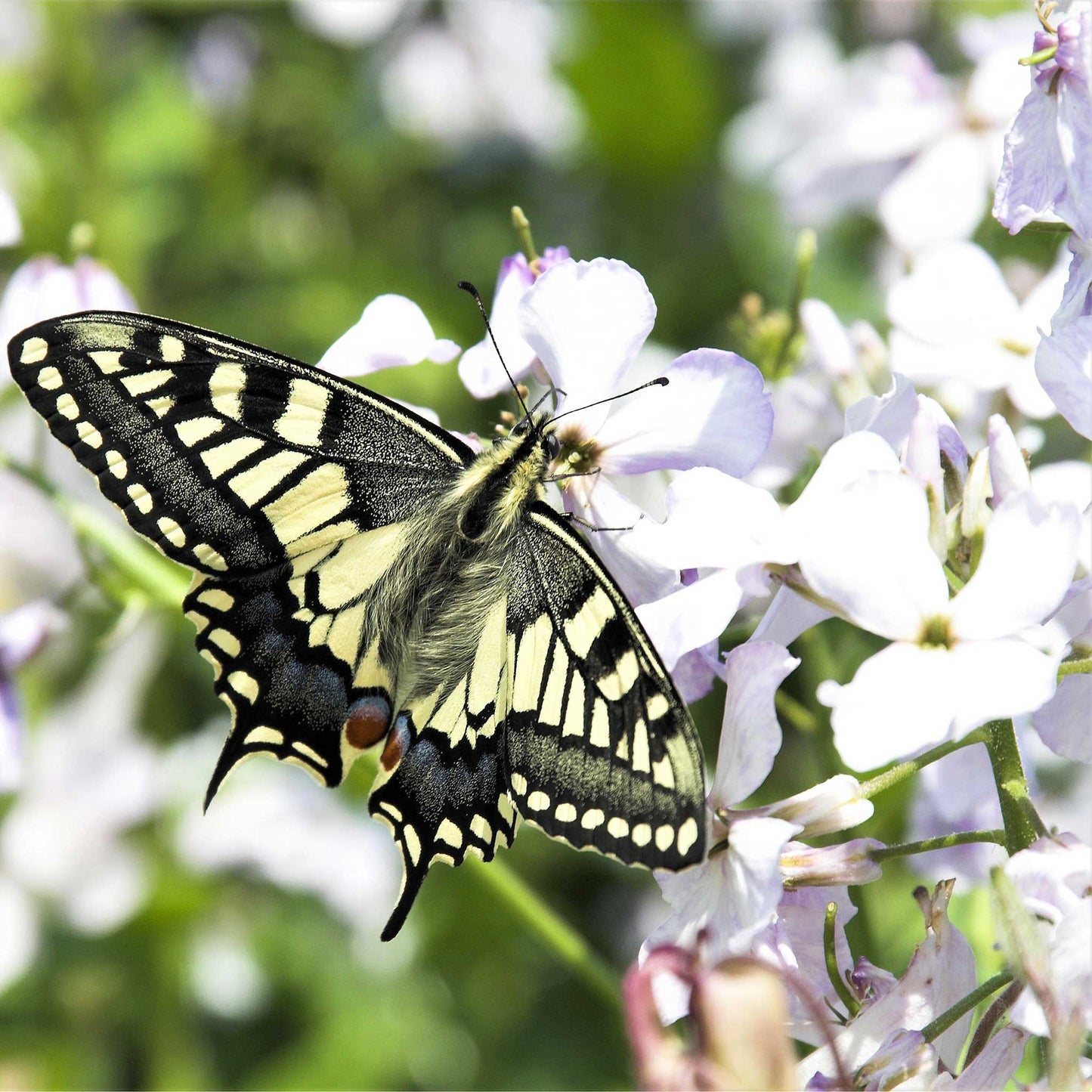 White dames rocket flowers with a butterfly against a blurred green background.
