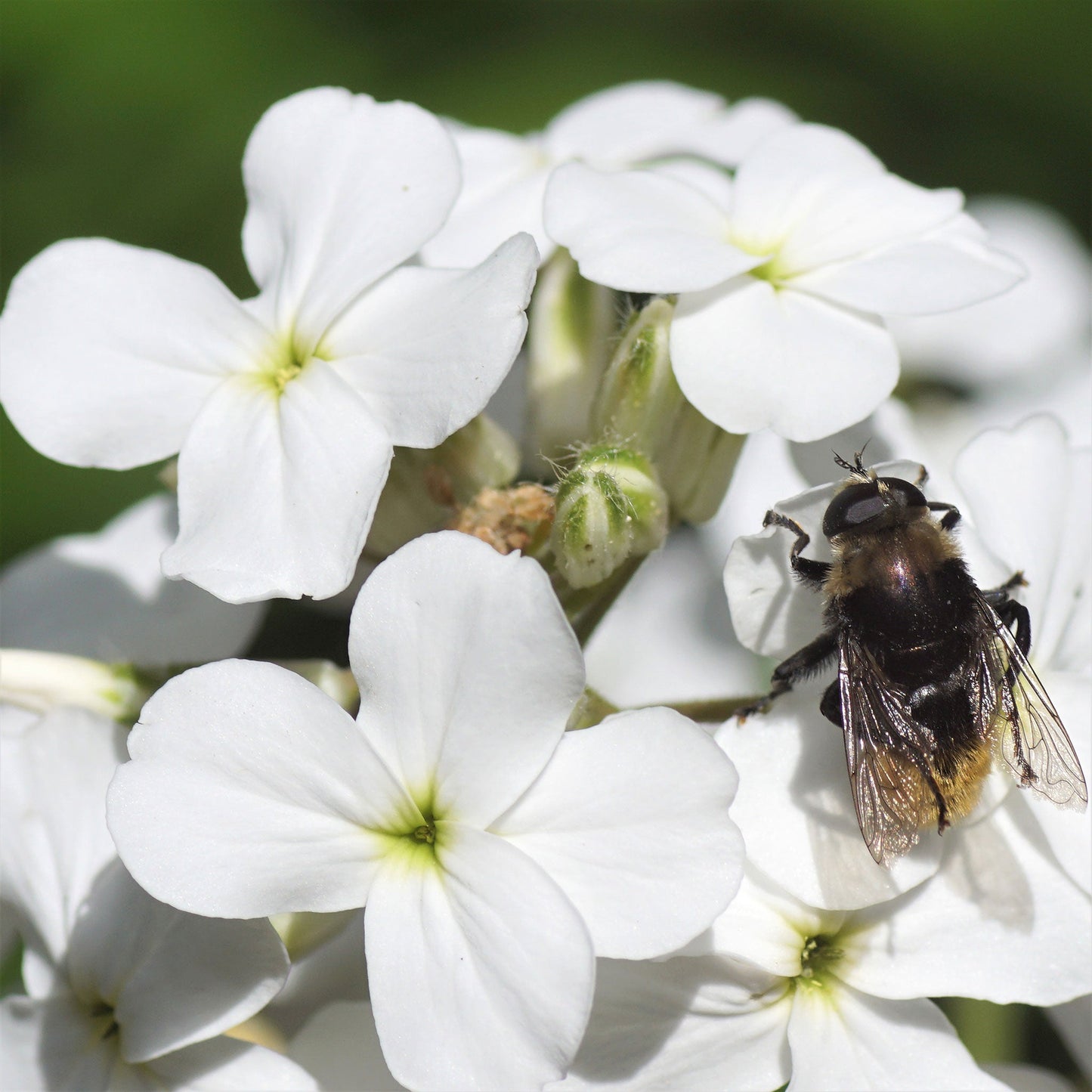 White dames rocket flower with yellow center and bee against a blurred green background.