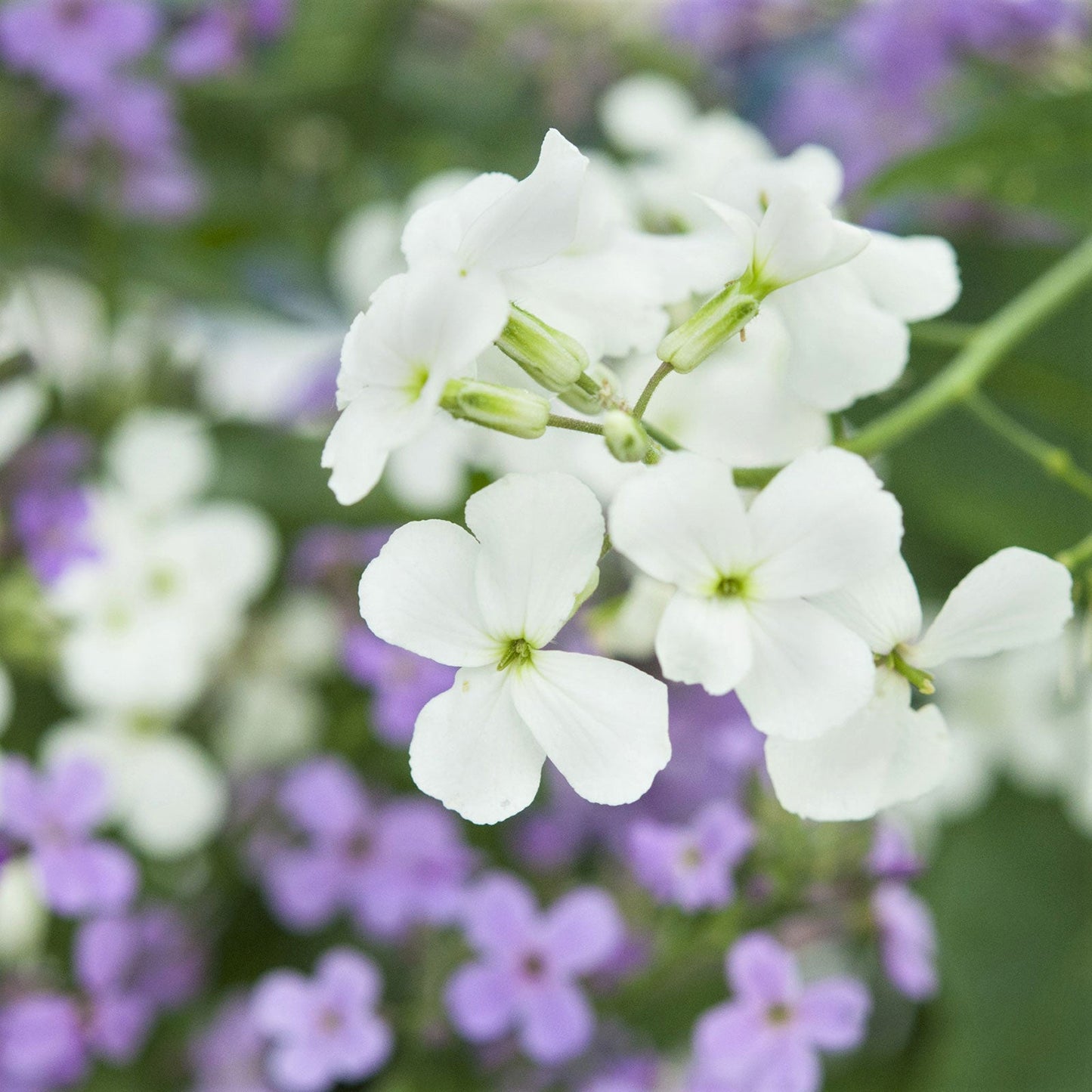 White dames rocket flowers with purple blooms growing in a bright garden setting.