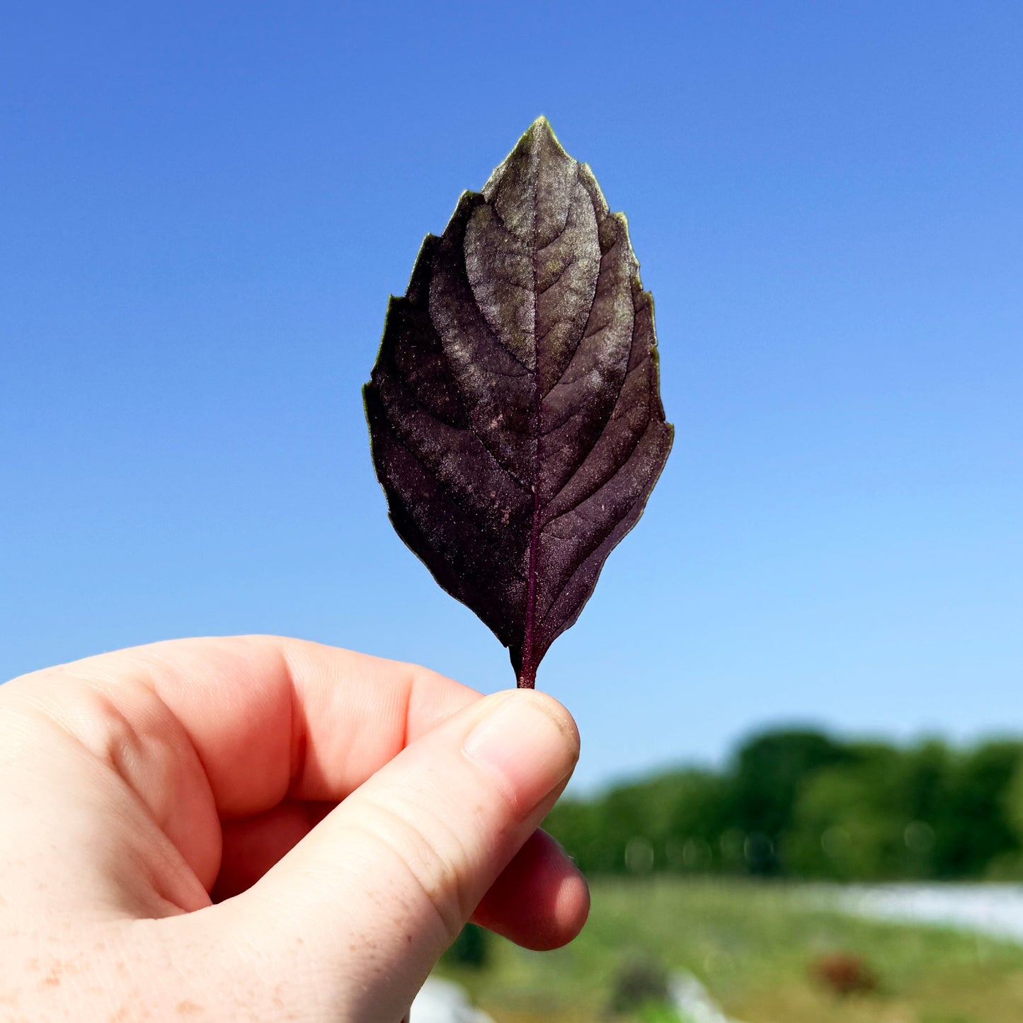 Dark Opal Basil