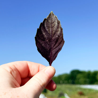 Dark Opal Basil