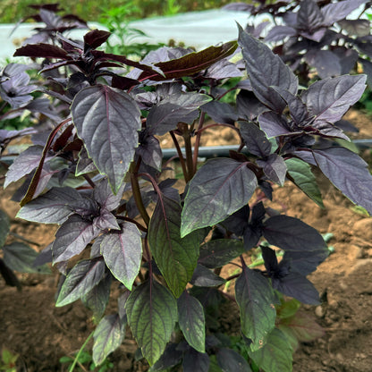 Dark Opal Basil