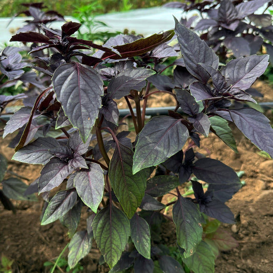 Dark Opal Basil – herb seed variety