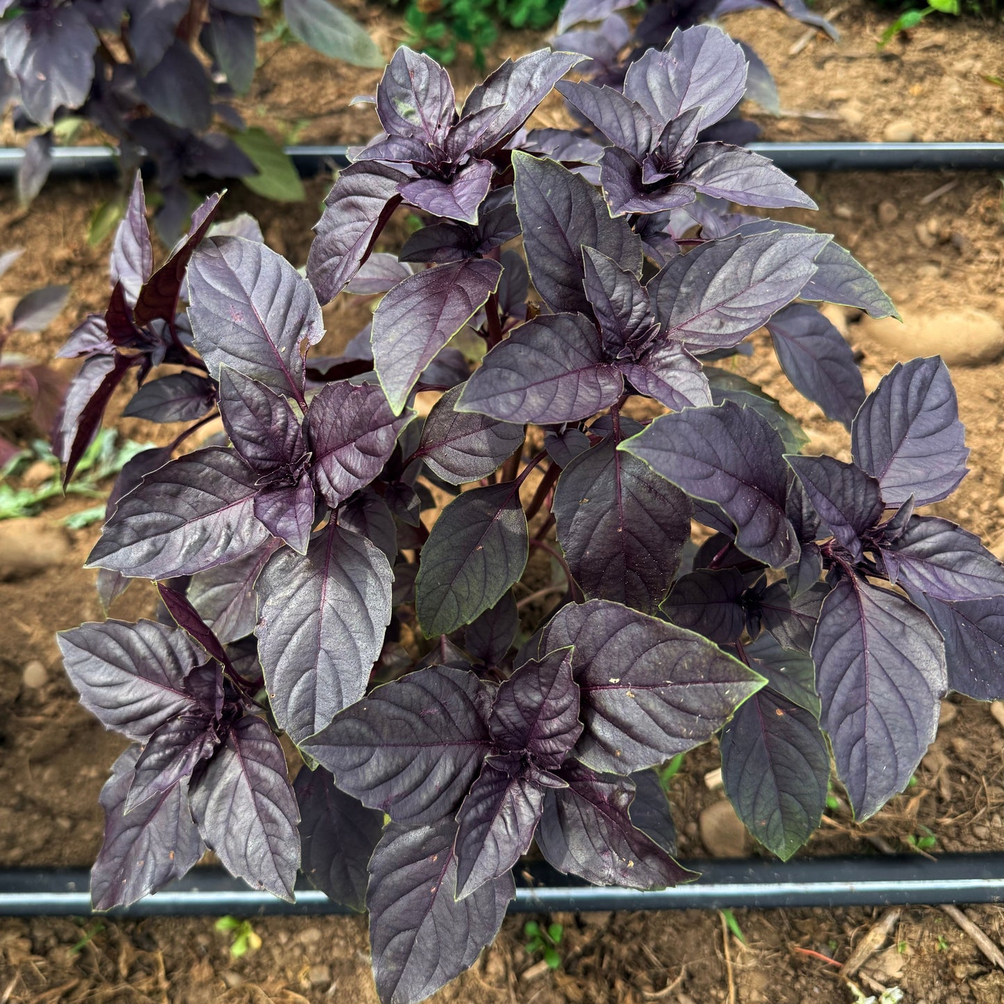 Dark Opal Basil