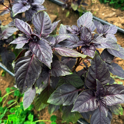 Dark Opal Basil