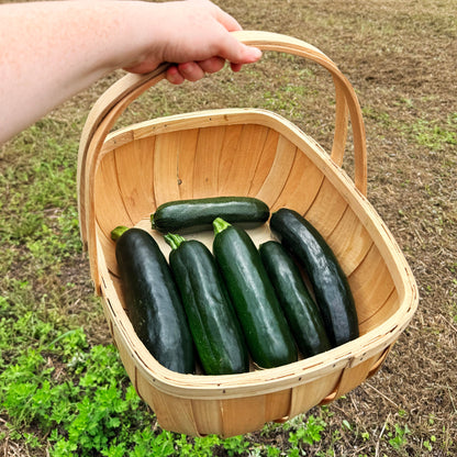 Dark Star Zucchini