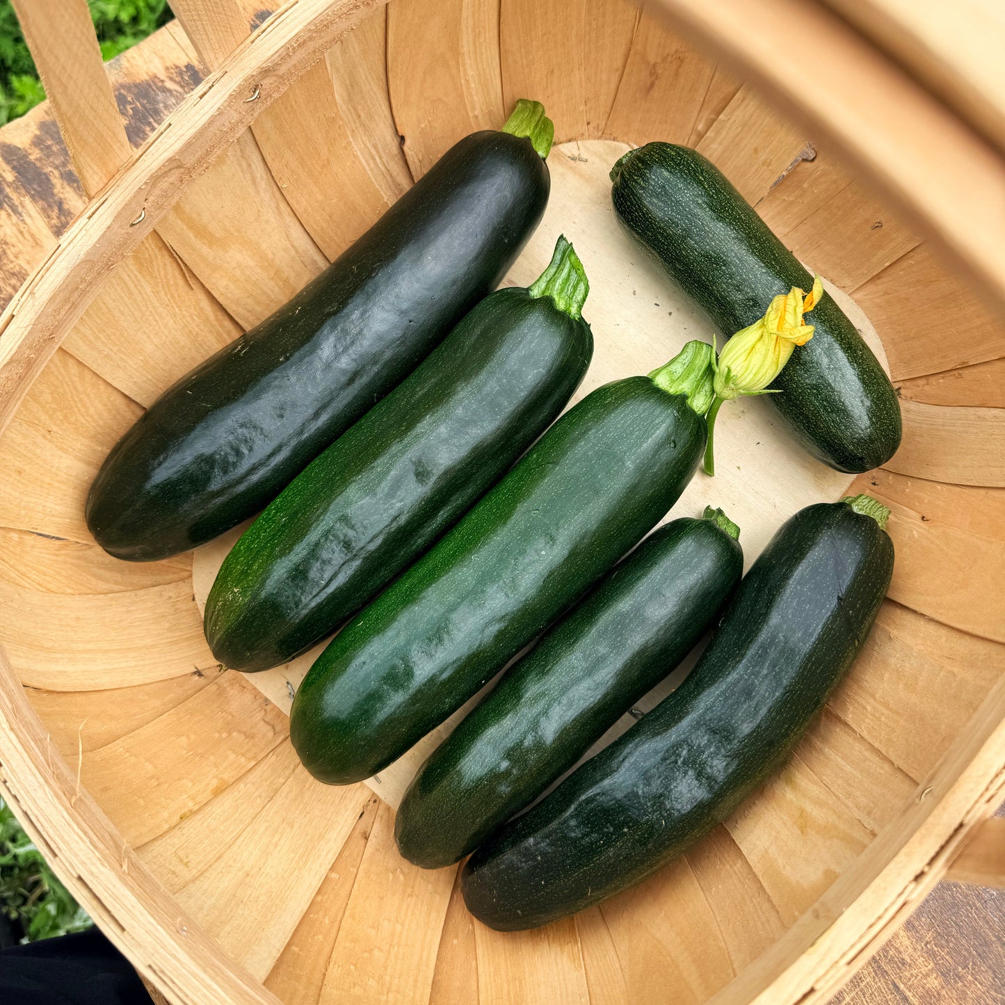 Dark Star Zucchini