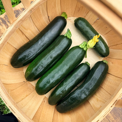 Dark Star Zucchini