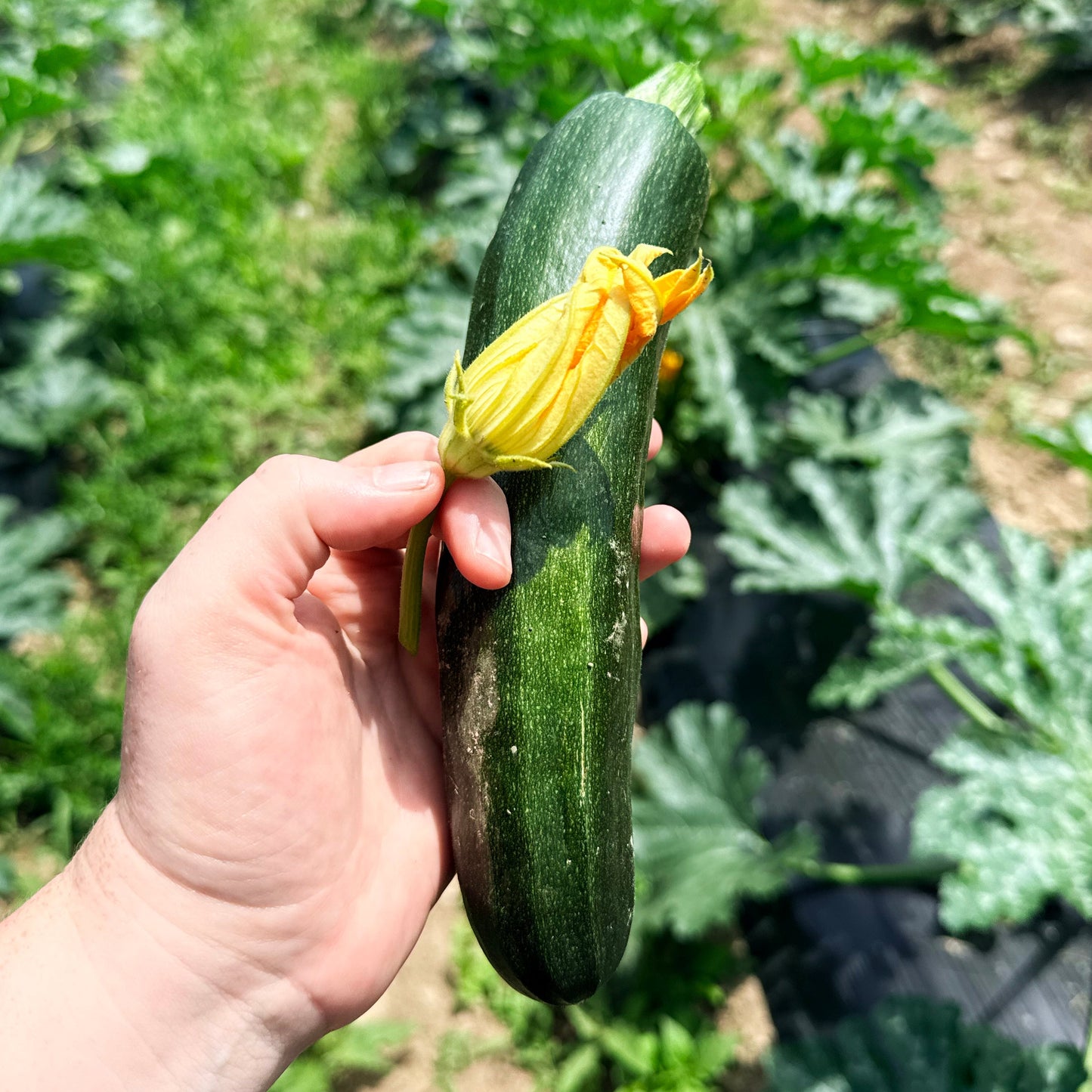 Dark Star Zucchini