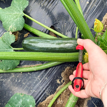 Dark Star Zucchini