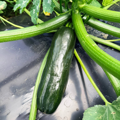 Dark Star Zucchini