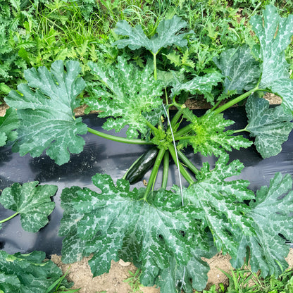 Dark Star Zucchini