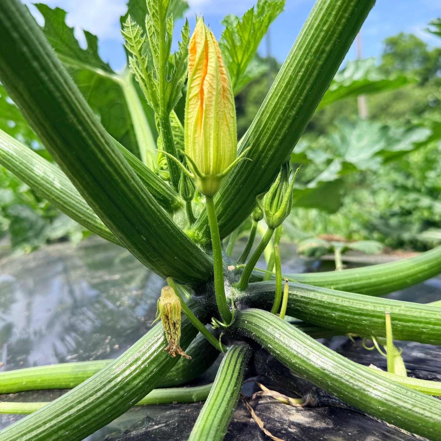Dark Star Zucchini