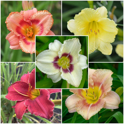 A grid display showcasing the different varieties in the Fragrant Rebloomer mix Dayllies.