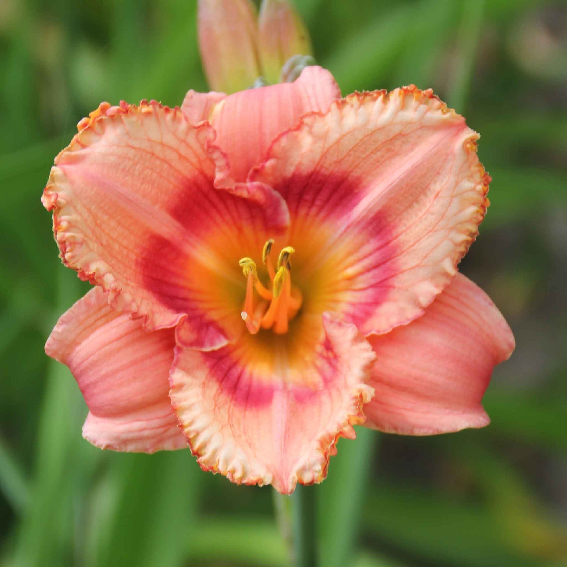 A close-up shot of a single Fragrant Rebloomer Mix Daylily flower, showcasing its delicate petals and vibrant colors.